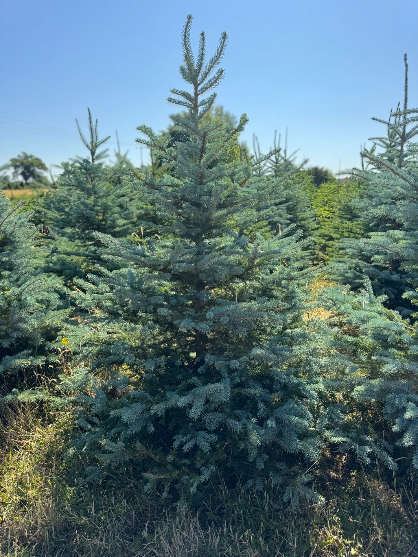 Blue Spruce Christmas Tree