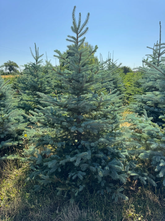 Blue Spruce Christmas Tree
