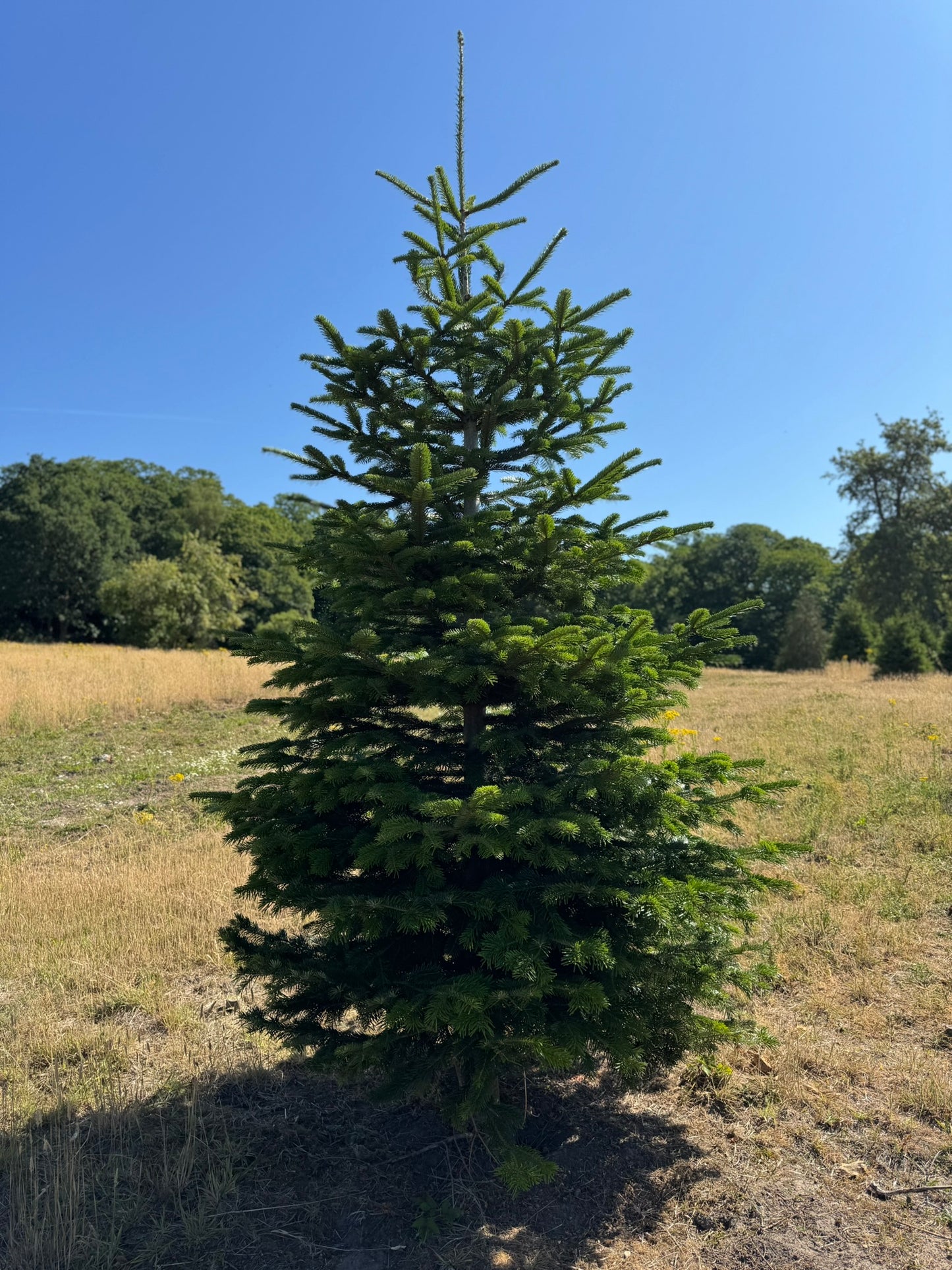 Nordmann Fir Christmas Tree