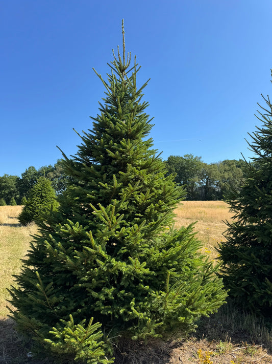 Norway Spruce Christmas Tree