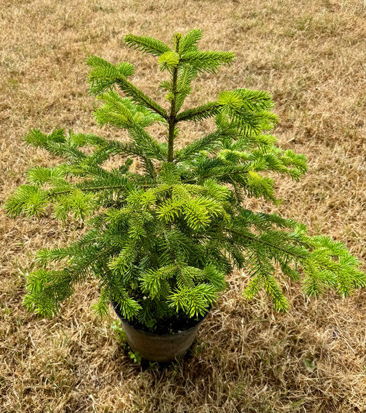 Pot Grown Trees - Buying