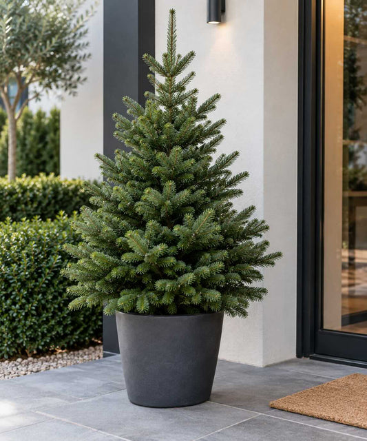 Pot Grown Trees - Buying