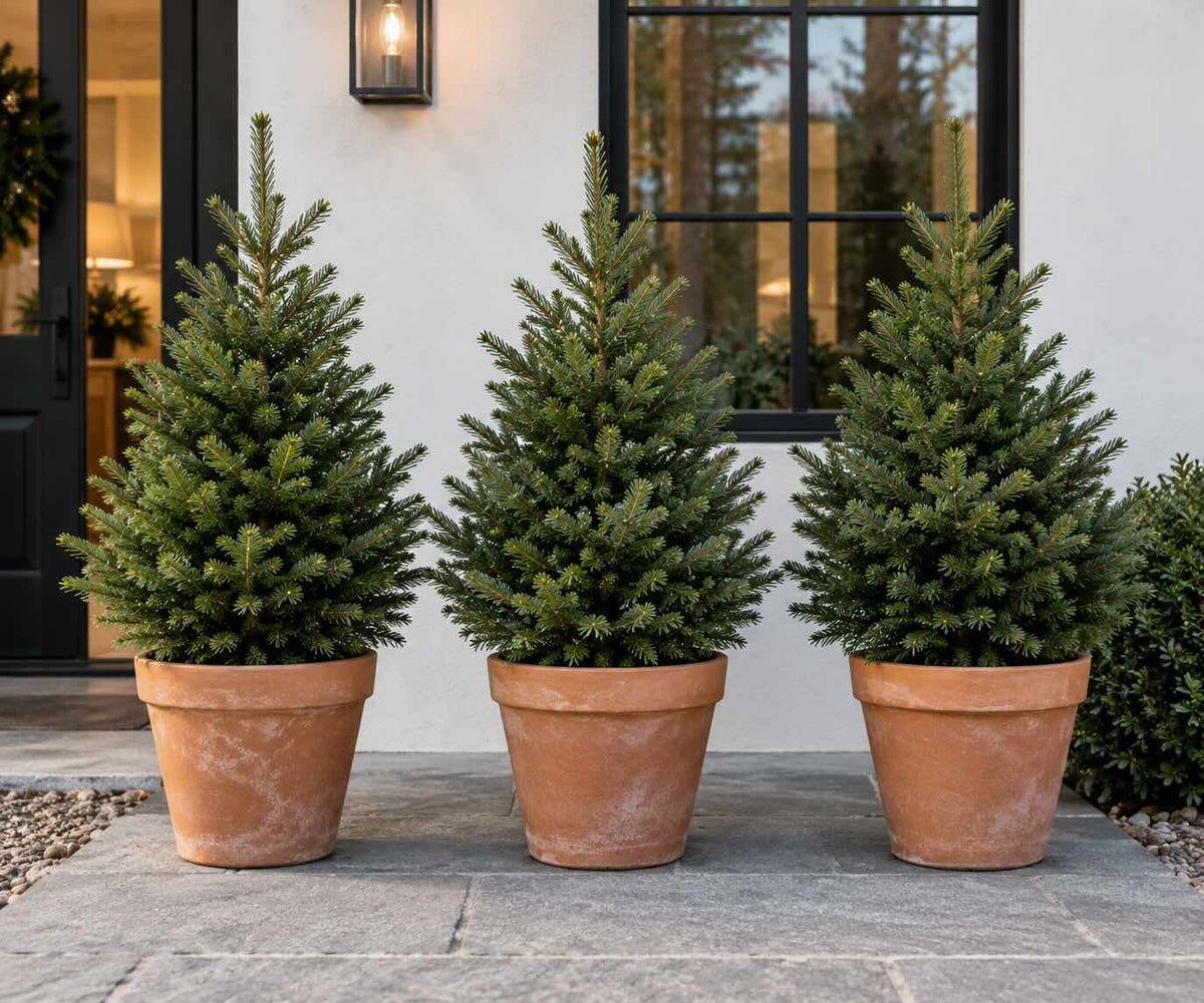 Pot Grown Trees - Renting